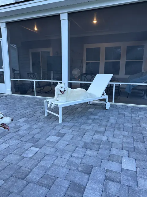 A patio of gray tumbled pavers at dusk in front of a screened porch, with a white lounger on it and a white husky lying across the lounger